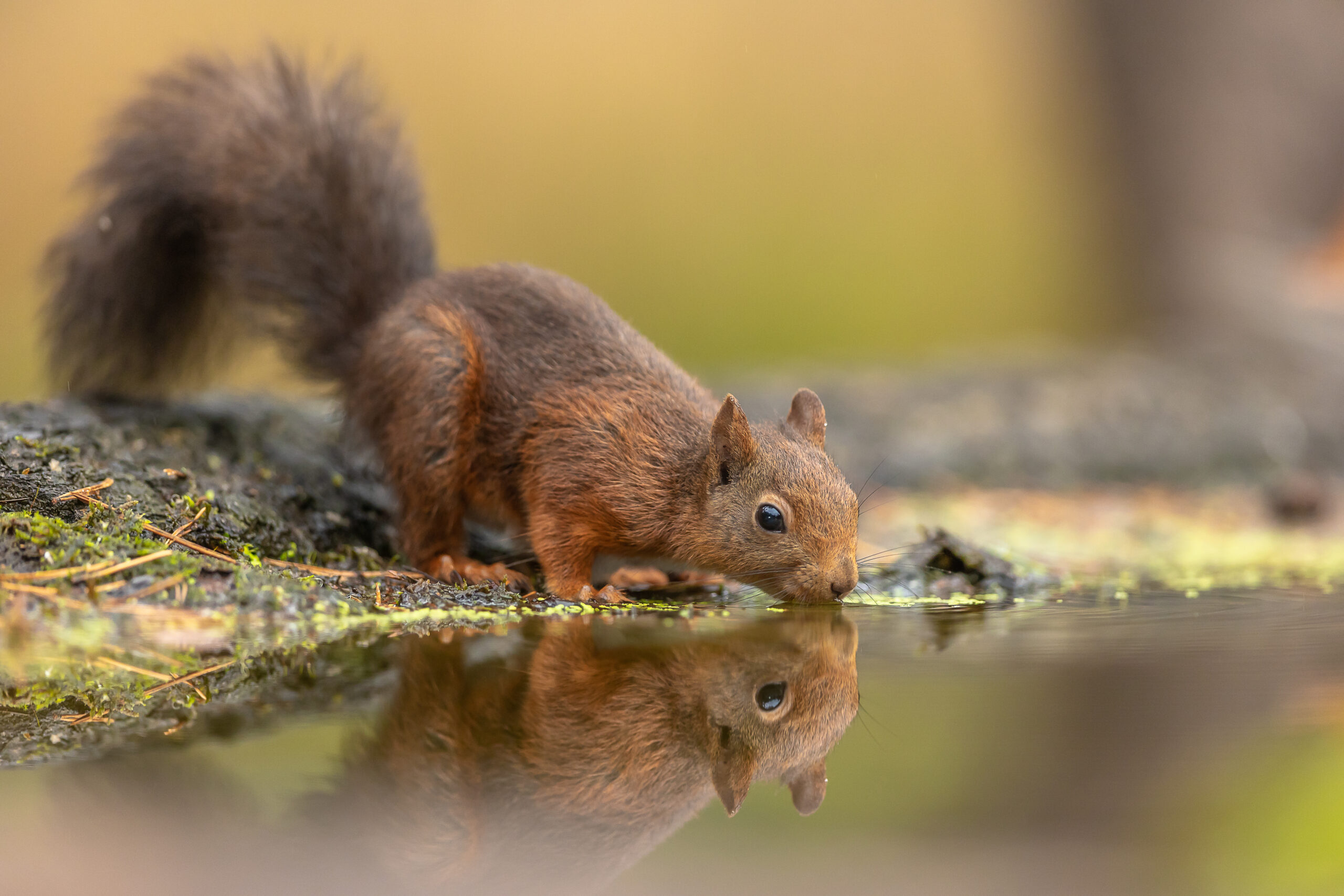 Wenn Wasser verschwindet – Tiere im Kampf ums Überleben.