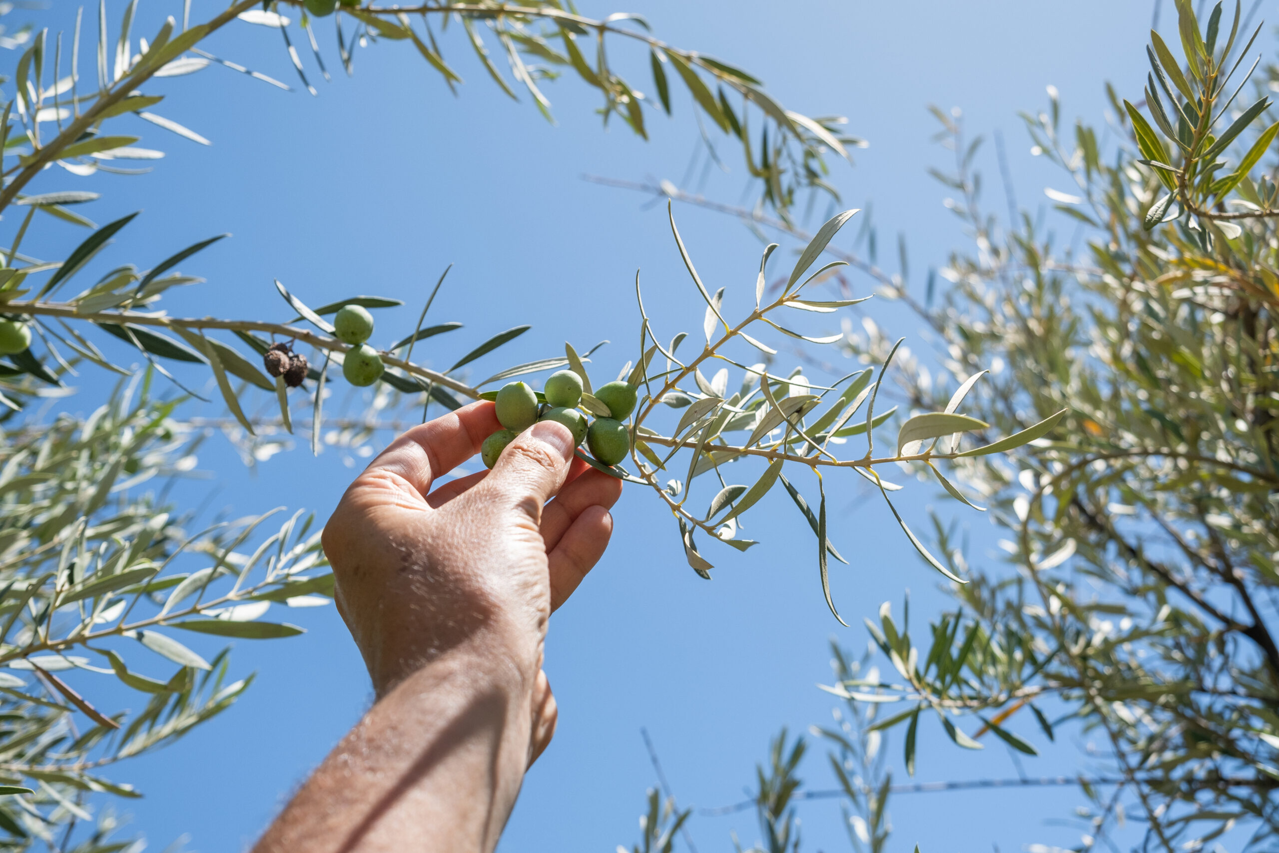 Ernten in trockenen Zeiten.